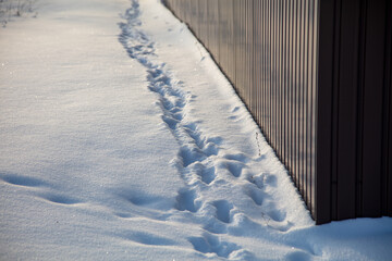 Traces of the beast in the snow as a background.