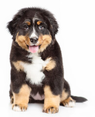 Bernese mountain dog puppy sitting on a white background with his tongue hanging out and looking at the camera