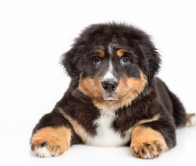 Bernese mountain dog puppy lying on a white background and looking at the camera