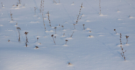 Dry grass on the snow as a background.