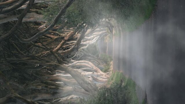 Fog at the Dark Hedges in Ballymoney, Northern Ireland, United Kingdom