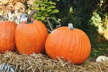 Large orange Halloween 'Ghostride' pumpkins in a row