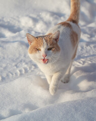 The cat is walking on a snowy road.