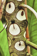 Close up of scars that look like eye like markings on trunk on trunk of exotic 'Thaumatophyllum'...