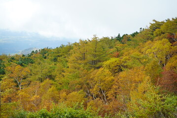 Could you get the temple and foliage in the background？