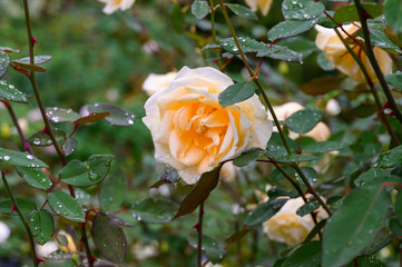 Rose Garden under the Rain
