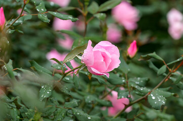 Rose Garden under the Rain
