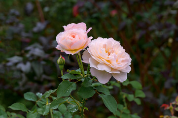 Rose Garden under the Rain