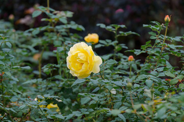 Rose Garden under the Rain