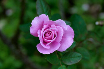 Rose Garden under the Rain