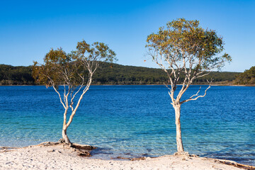 trees on lake Mckenzie _ Fraser Island