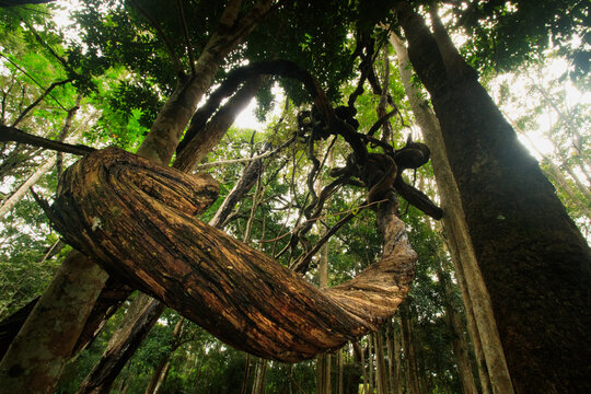 Low angle view Entada phaseoloides or box bean clinging to old trees in a thick tropical jungle in Mondulkiri, Cambodia