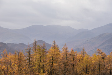 Fototapeta na wymiar Stunning Autumn Fall landscape image of golden larch trees against misty mountains in distance of Lake District