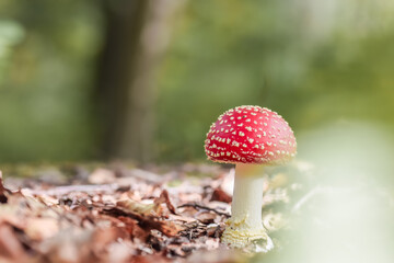 Red dotted mushroom in the forest in autumn