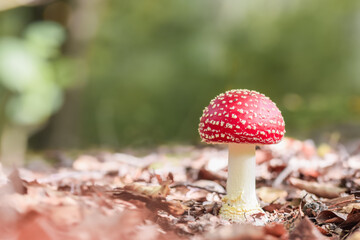 Red dotted mushroom in the forest in autumn