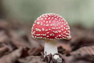 Red dotted mushroom in the forest in autumn
