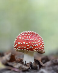 Red dotted mushroom in the forest in autumn