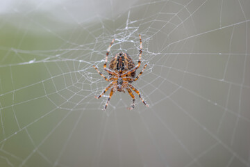 European garden spider (cross spider) in a web with a bokeh background