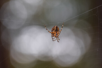 European garden spider (cross spider) in a web with a bokeh background