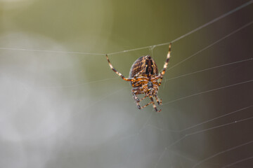 European garden spider (cross spider) in a web with a bokeh background