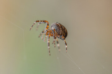 European garden spider (cross spider) in a web with a bokeh background