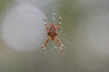 European garden spider (cross spider) in a web with a bokeh background