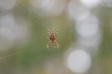 European garden spider (cross spider) in a web with a bokeh background