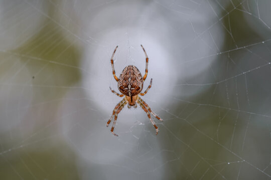 European garden spider (cross spider) in a web with a bokeh background