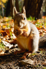 Naklejka na ściany i meble Squirrel holding nut in its paws. Cute squirrel standing on the ground with walnut in hands.