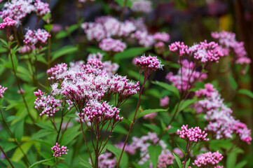 Eupatorium × Arakianum ‘Pink Frost’