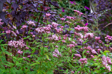 Eupatorium &times; Arakianum &lsquo;Pink Frost&rsquo;