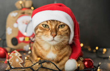 A ginger domestic cat sits in a New Years hat on a dark background with Christmas tree lights and decorations.