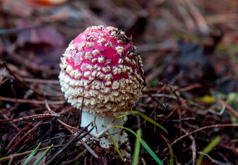 Beautiful but poisonous fly agaric mushroom
- 538526899