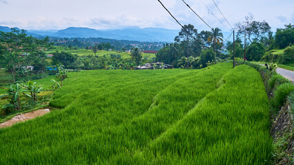 Fototapeta na wymiar Beautiful hill view and rice fields, West Java, Indonesia