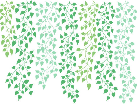 Ivy vine silhouette isolated on white background. Vine plant. Black hanging vine with leaves. Spring or nature plant design. Flat leaves hanging down. Floral pattern. Stock vector illustration