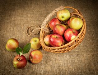 Autumn harvest, a basket with bright apples on a background of burlap