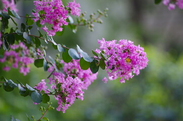 Sarusuberi (Lagerstroemia indica), plant in the genus Lagerstroemia of the family Lythraceae.