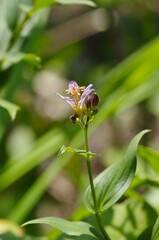 Taiwanhototogisu (Tricyrtis formosana ), perennial herb in the lily family