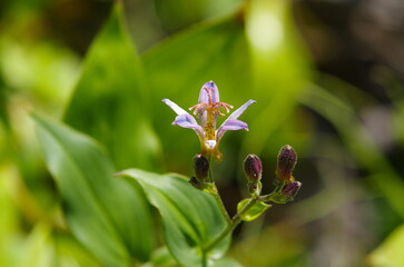 Taiwanhototogisu (Tricyrtis formosana ), perennial herb in the lily family