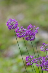 Yamarakkyou (Allium thunbergii), perennial herbs of the leeks family of flowering plants comprising the leeks