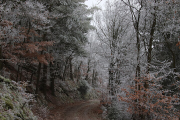 A hiking path leading to the frost and foggy woodland forest in Bernkastel-kues Germany