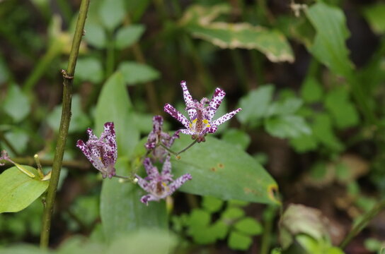 Japanese toad lily (Tricyrtis hirta)