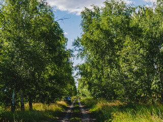 A road in the middle of a birch grove