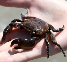 crab with claws in the beach sand in the hand of the boy