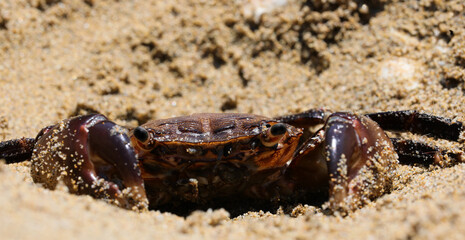 crab with powerful claws that camouflages itself on the beach to catch prey