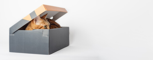Portrait of a funny cat looking out of a box on a white background.
