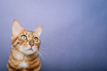 Purebred cat on a blue background. The cat is isolated.