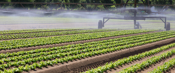 automatic irrigation system on the cultivated field to give water to the cultivation during drought