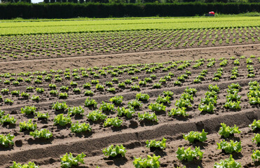 green head of fresh lettuce grown in the cultivated field