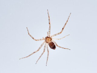 Isolated spider in a white background. Running crab spider. Philodromidae family.    